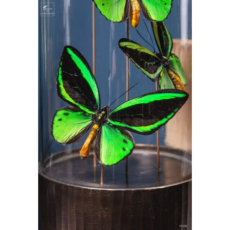 4 butterflies ORNITHOPTERA in capsule glass.