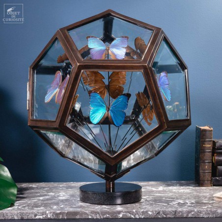 9 blue butterflies MORPHO MENELAUS in 12 sides glass box