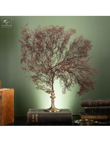 Brown gorgonian