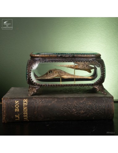 Paire de poisson-crocodile dans boite...