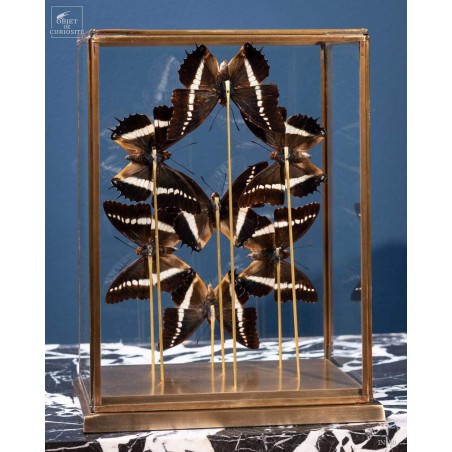 7  butterflies CHARAXES BRUTUS  in rectangular glass