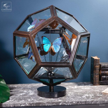 9 blue butterflies MORPHO MENELAUS in 12 sides glass box