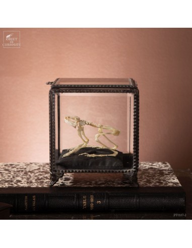 Squelette de grenouille -LIMNONECTES...