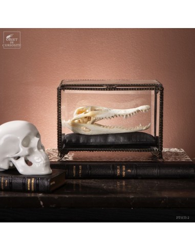 Crocodilus SIAMENSIS head in glass box