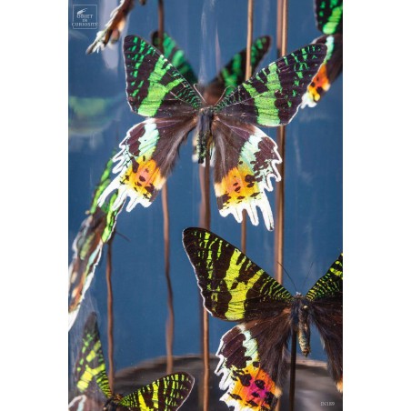 10 butterflies URANIA RIPHEUS in capsule glass
