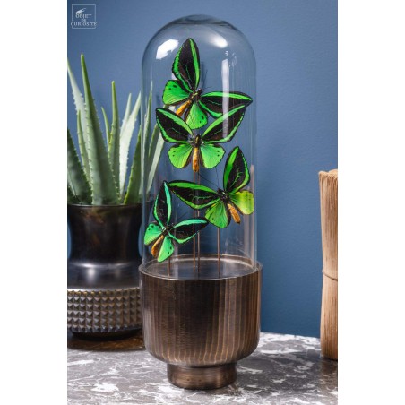 4 butterflies ORNITHOPTERA in capsule glass.