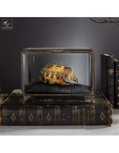 Carapace tortue terrestre de Horsfield