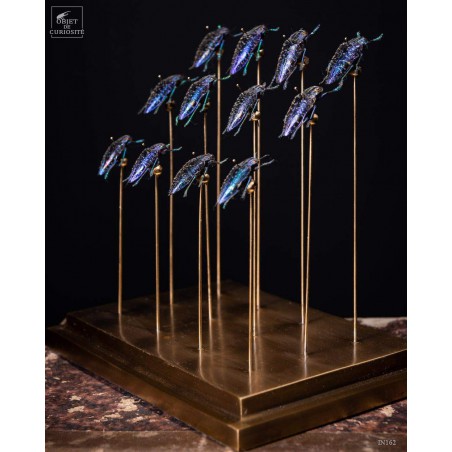 12 buprestes violets de Madagascar globe rectangle, base laiton