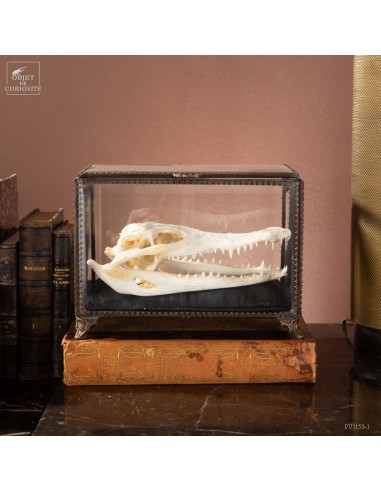Crane de crocodile SIAMENSIS dans...