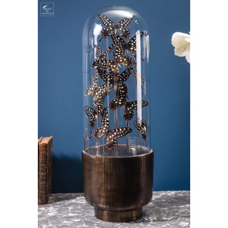 11  ANTENOR butterflies in capsule glass