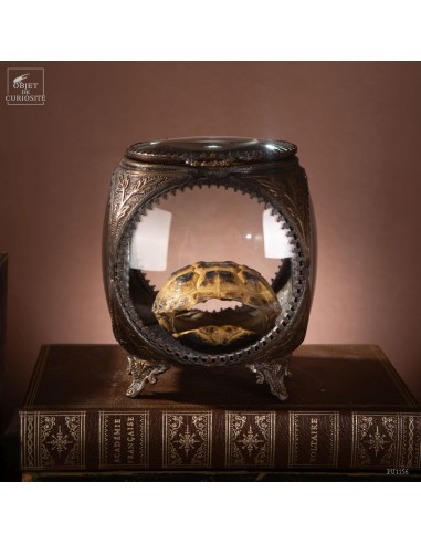Carapace tortue terrestre de Horsfield
