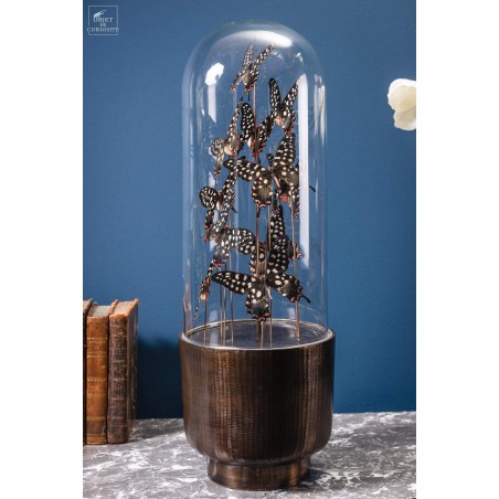 11  ANTENOR butterflies in capsule glass