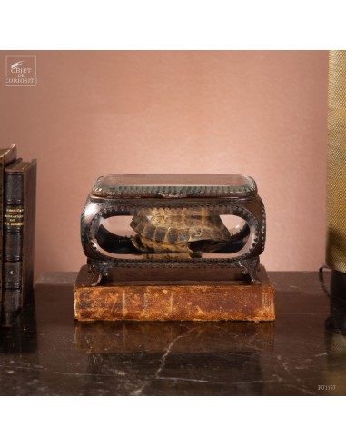 Carapace tortue terrestre de Horsfield