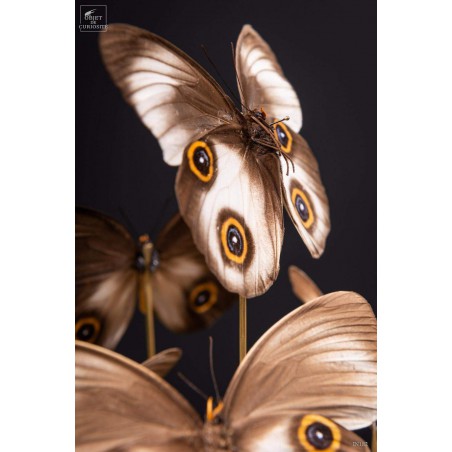 11 TAENARIS URANIA butterflies under glass