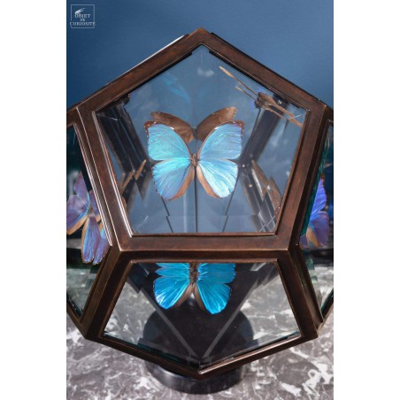 9 blue butterflies MORPHO MENELAUS in 12 sides glass box