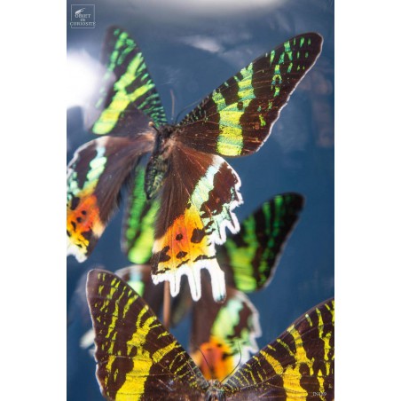 10 butterflies URANIA RIPHEUS in capsule glass