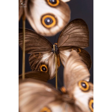 11 TAENARIS URANIA butterflies under glass