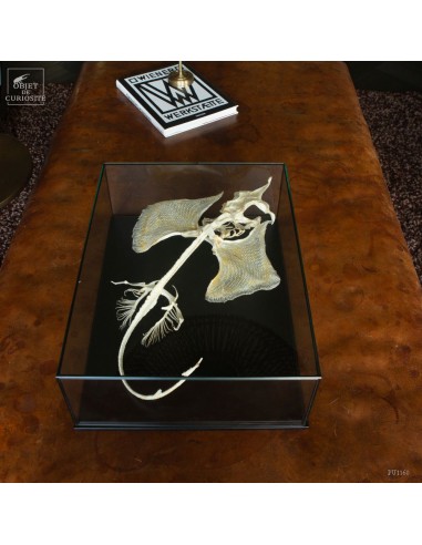 Squelette de raie sous vitrine de table