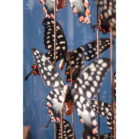 11  ANTENOR butterflies in capsule glass