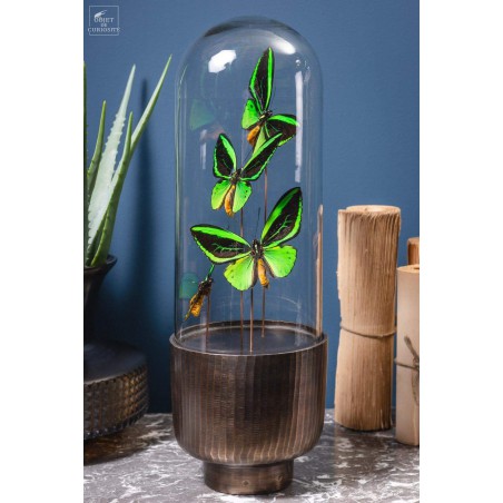 4 butterflies ORNITHOPTERA in capsule glass.