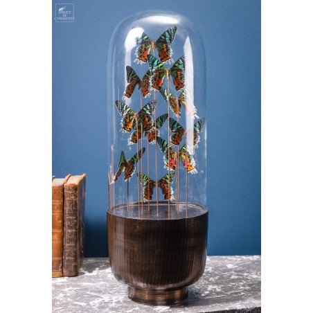 10 butterflies URANIA RIPHEUS in capsule glass