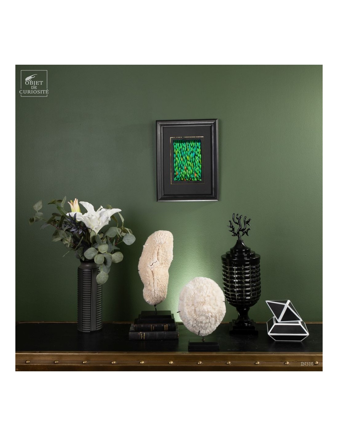 Elytres de sternocera dans cadre... Elytres de sternocera dans cadre...