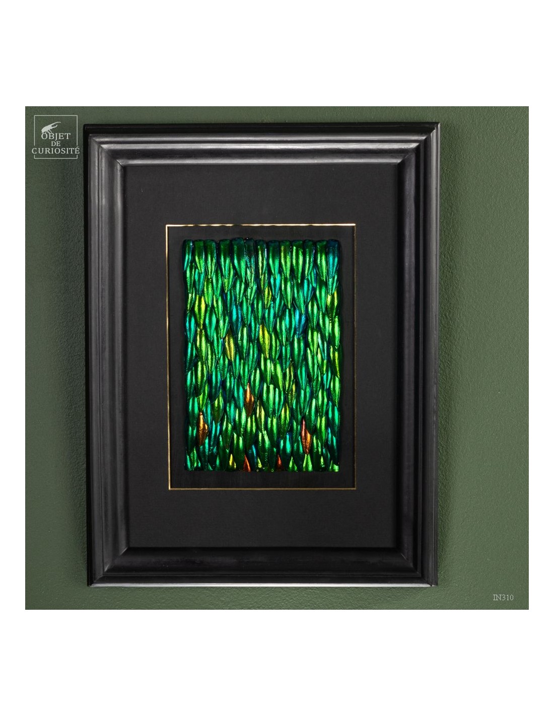 Elytres de sternocera dans cadre... Elytres de sternocera dans cadre...