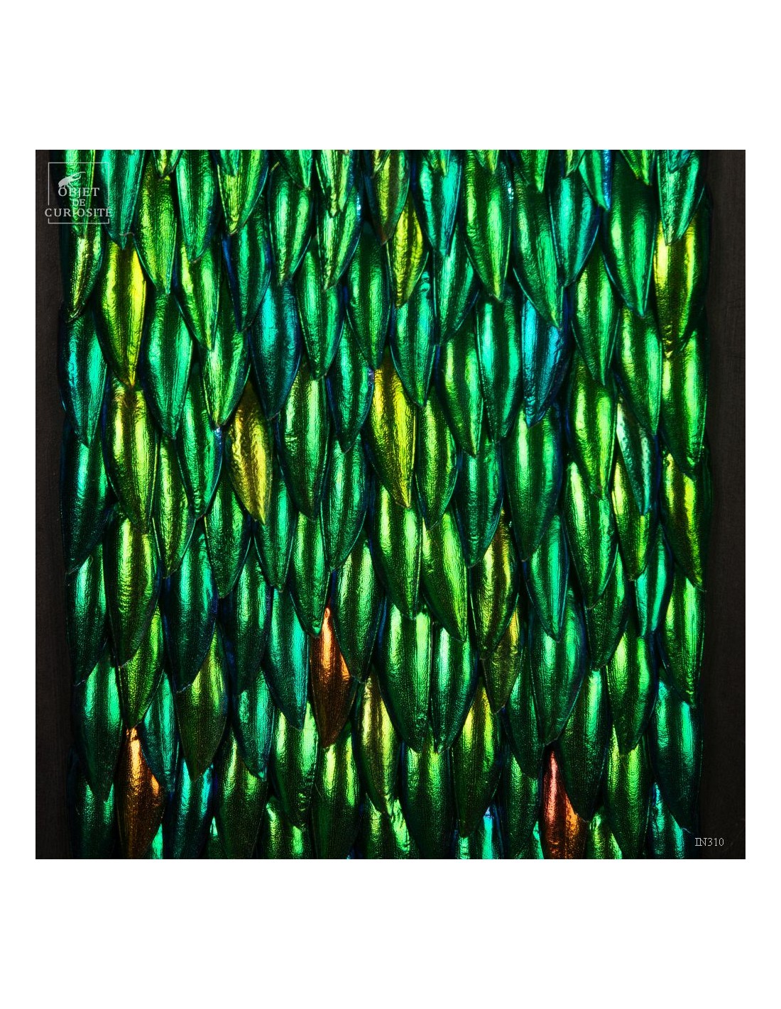 Elytres de sternocera dans cadre... Elytres de sternocera dans cadre...