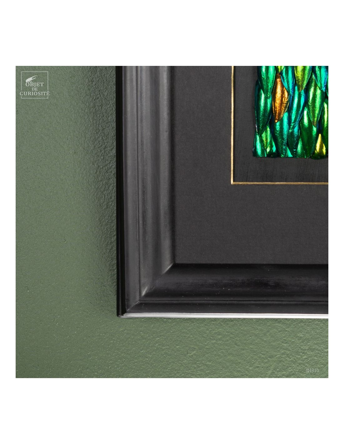 Elytres de sternocera dans cadre... Elytres de sternocera dans cadre...