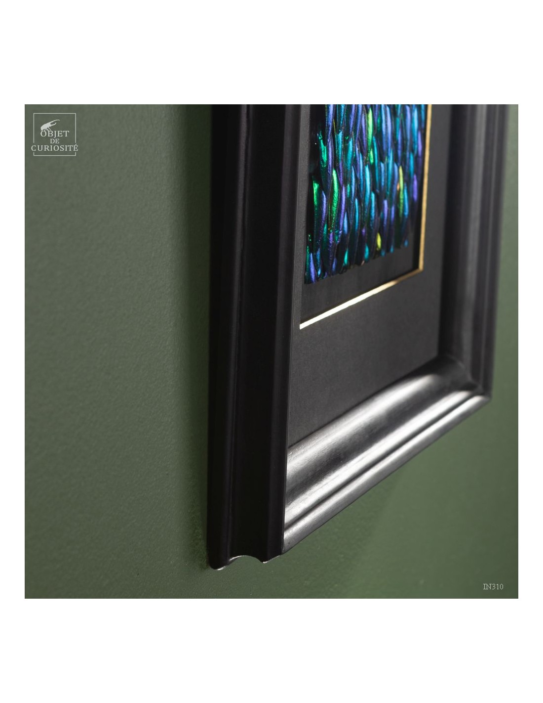 Elytres de sternocera dans cadre... Elytres de sternocera dans cadre...