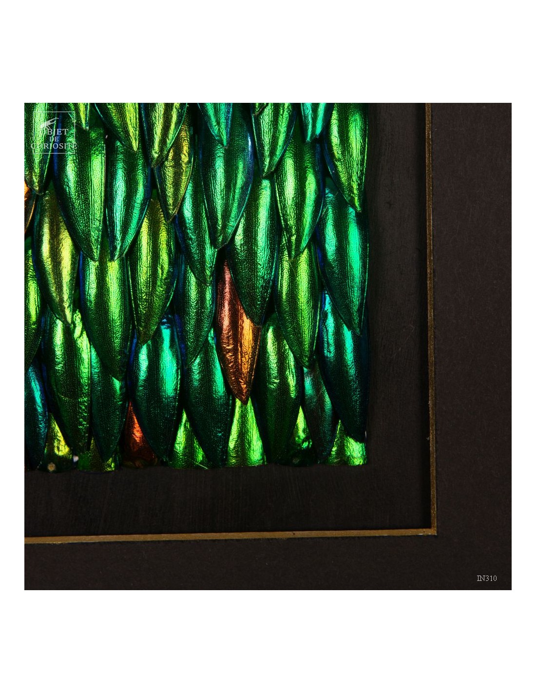 Elytres de sternocera dans cadre... Elytres de sternocera dans cadre...