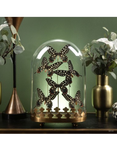 6 ANTENOR butterflies in oval glasse...
