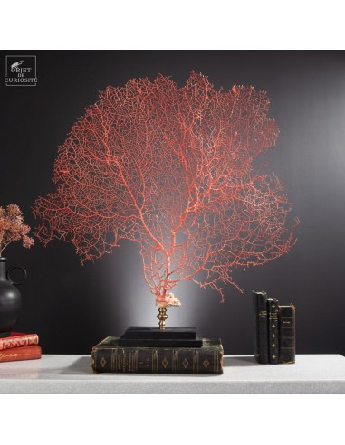 Bright red gorgonian