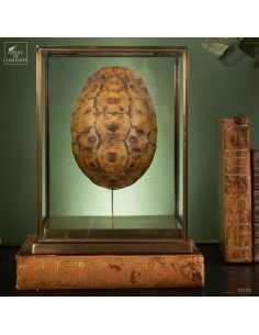 Bell's hinge-back tortoise