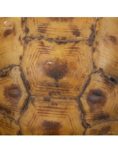 Bell's hinge-back tortoise 2