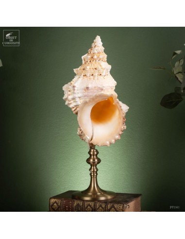 Frog shell on brass stand