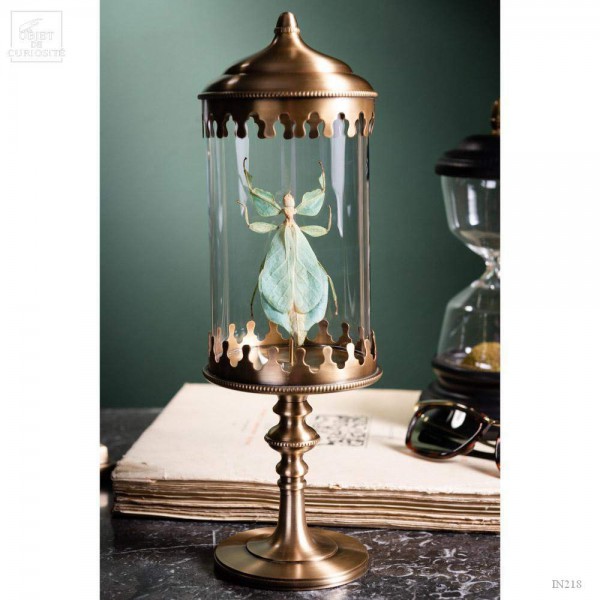 Stick insect (Phyllium celebicum) in brass reliquary