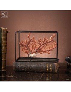 Orange coral in cage...