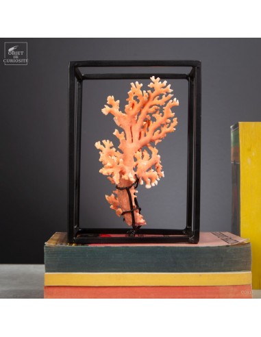 Corail orange en cage -Distichopora...