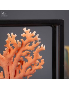 Orange coral in cage... 2