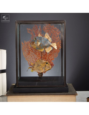 2 poissons d'aquarium, taxidermisés...