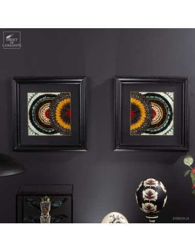 Pair of Butterfly Wing frames