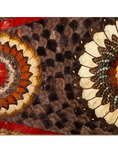 Pair of Butterfly Wing frames 2