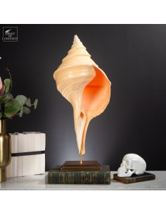 Polished Syrinx aruanus shell