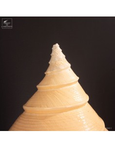 Polished Syrinx aruanus shell 2