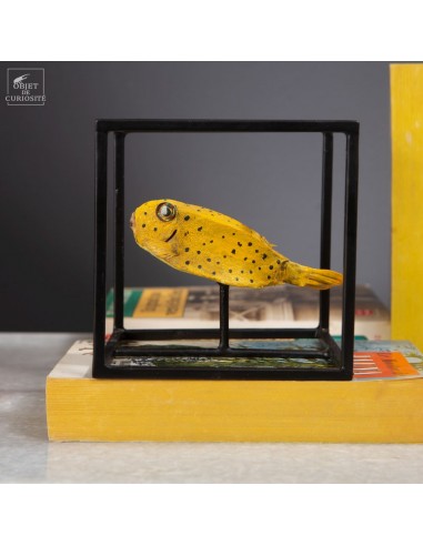 Poisson d'aquarium, taxidermisé , en...