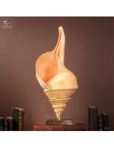Polished Syrinx aruanus shell