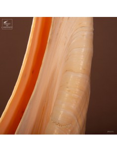 Polished Syrinx aruanus shell 2