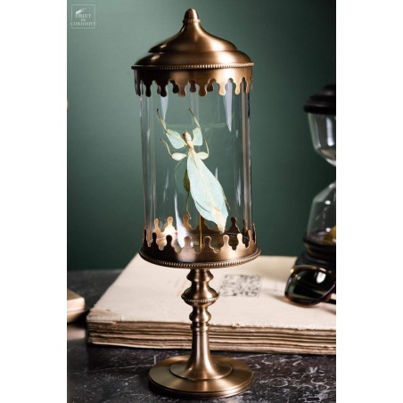 Stick insect (Phyllium celebicum) in brass reliquary