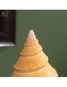 Polished Syrinx aruanus shell 2